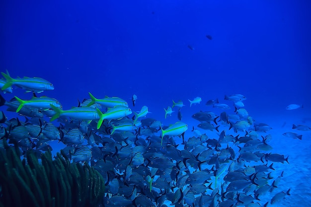 foto subacquea di scuola di pesce, Golfo del Messico, Cancun, risorse di pesca biologica