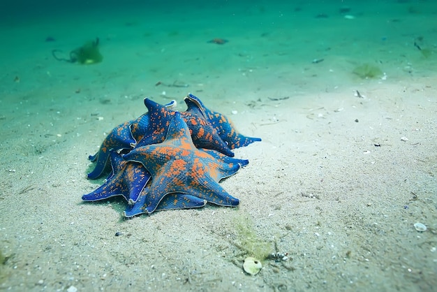 foto subacquea di stelle marine