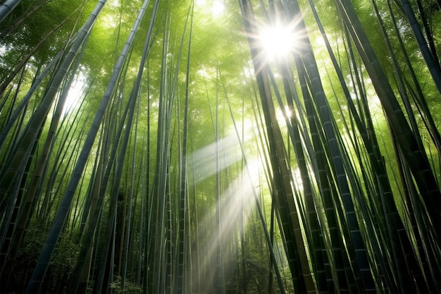 Foto una foresta di bambù con il sole che splende attraverso