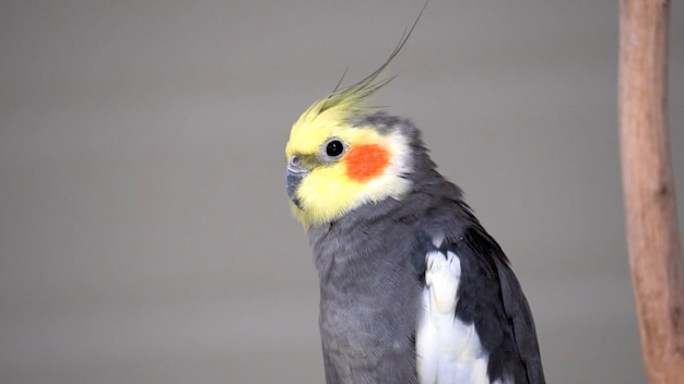 Foto variopinta dell'uccello del pappagallo di Macore