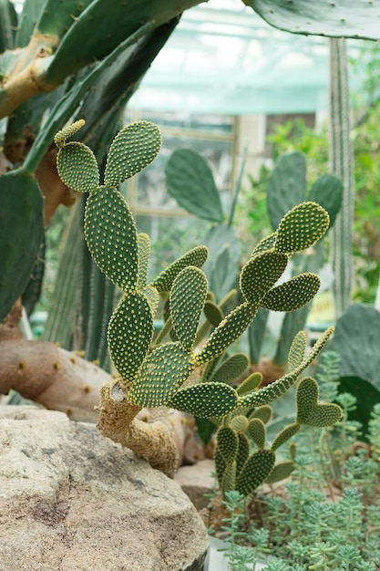 Foto verticale, cactus esotico messicano che cresce su una pietra. Foto di alta qualità