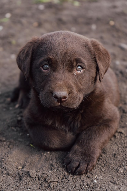 Foto verticale Cucciolo di labrador marrone Cucciolo con espressione adulta Dolce cagnolino