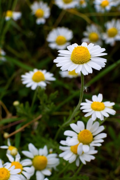 Foto verticale del primo piano della pianta del fiore della camomilla medicinale