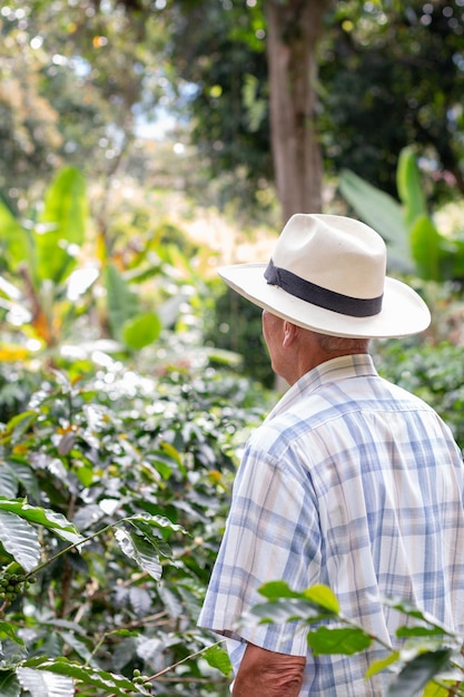 Foto verticale di un contadino anziano che guarda i suoi raccolti di caffè. Uomo anziano che esamina il suo campo