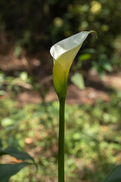 Foto verticale di un fiore Calla Lily o gannet nel campo con il suo stelo lungo e spazio per il testo