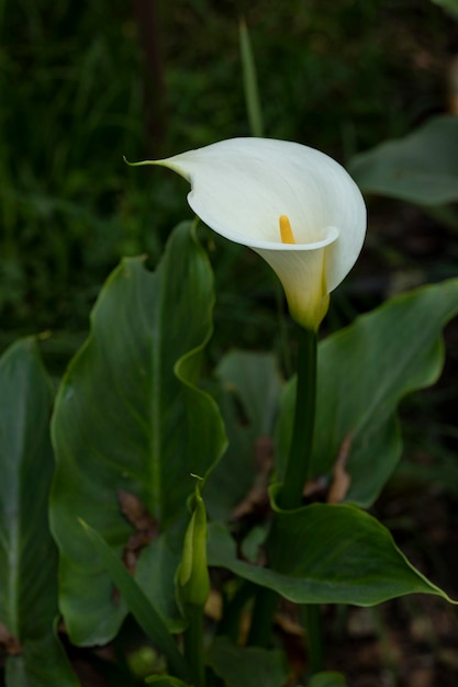 Foto verticale di un fiore Calla Lily o gannet nel campo con il suo stelo lungo e spazio per il testo