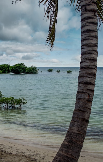 Foto verticale di una spiaggia con piante che emergono dal mare e palme a Porto Rico