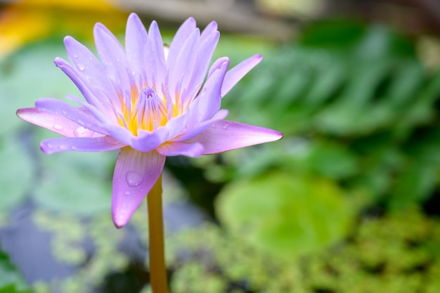 Foto vista dall'alto del bellissimo fiore di loto fiore di loto sullo sfondo della foglia di loto verde dello stagno