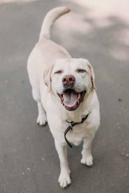 Foto vista dall'alto di un cane golden retriever che guarda la telecamera mentre cammina