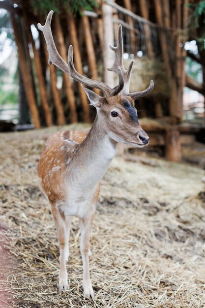 Fotocamera di fronte al cervo rosso nella natura estiva Animale selvatico con pelliccia marrone che osserva nella foresta