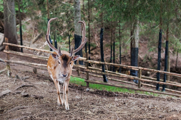 Fotocamera di fronte al cervo rosso nella natura estiva Animale selvatico con pelliccia marrone che osserva nella foresta