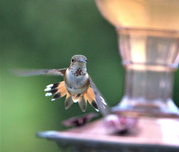 Fotocamera per punti di colibrì