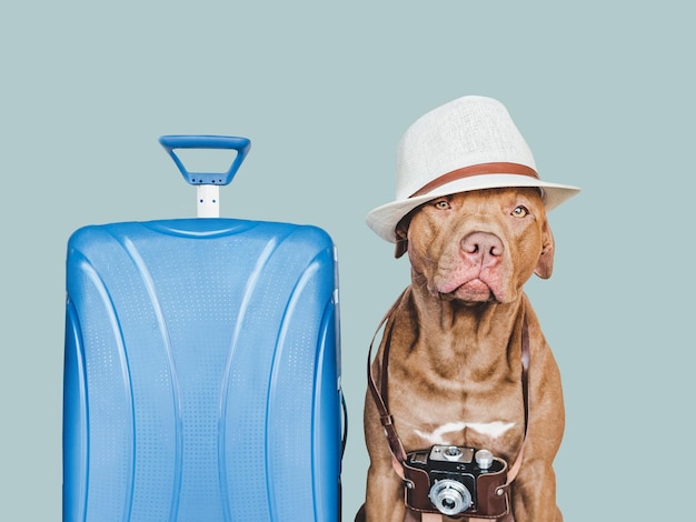 Fotocamera retrò e cappello da sole adorabile cucciolo piuttosto marrone