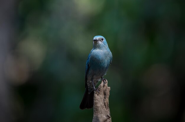 Fotografare gli uccelli nella natura artistica Verditer Flycatcher