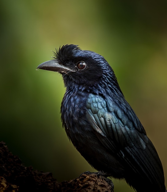 Fotografare uccelli nella natura artistica Drongo Rackettailed maggiore