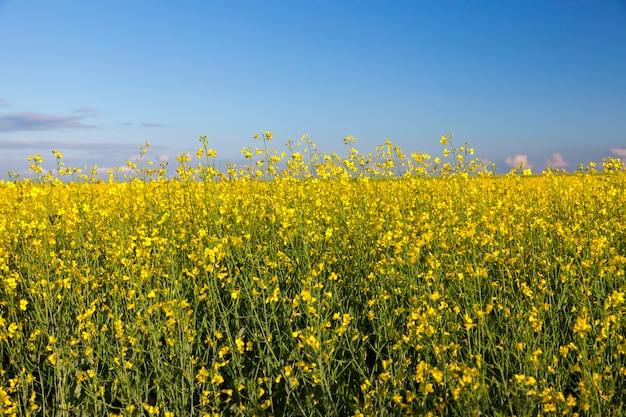 Fotografato da vicino nel fiore di colza campo agricolo