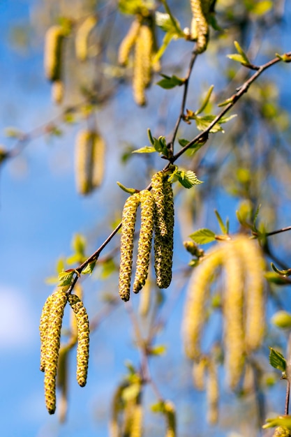 Fotografato primo piano di giovani foglie verdi e amenti su una betulla nel periodo primaverile dell'anno, il mese di aprile, una piccola profondità di campo