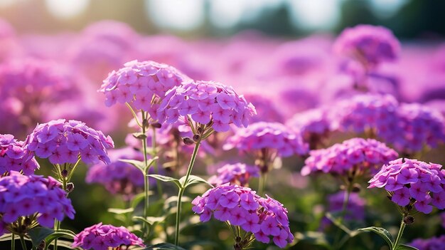 Fotografia a messa a fuoco selettiva di diversi fiori di verbena