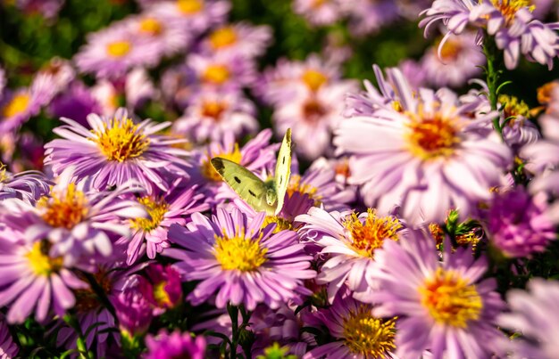 Fotografia a tema bellissima farfalla nera Monarca