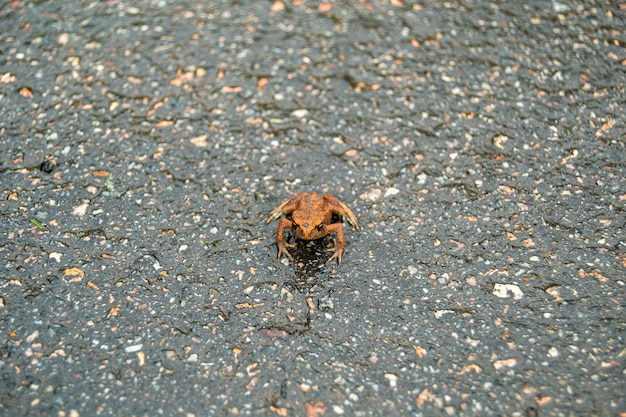 Fotografia a tema bellissimo anfibio rana marrone