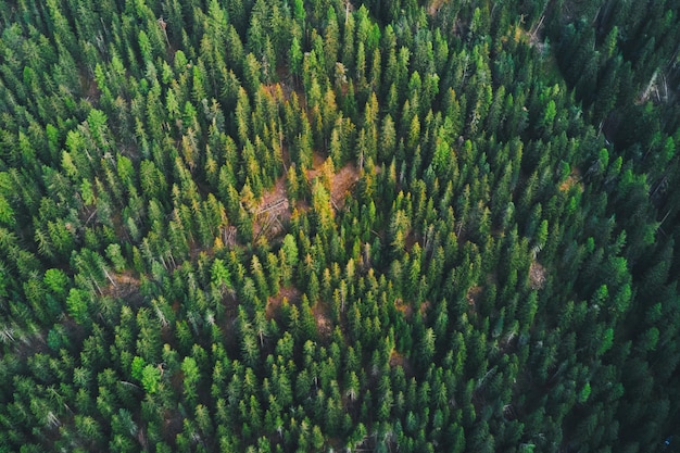 Fotografia aerea completa degli alberi nella foresta su un ripido pendio di montagna