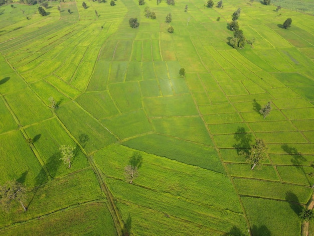 Fotografia aerea di risaie verdi