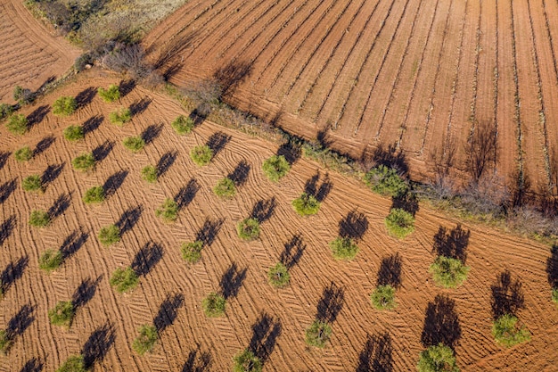 Fotografia aerea di terra arata, campo di ulivi