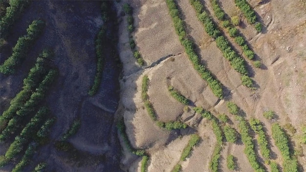 Fotografia aerea Volando molto in basso sopra gli alberi e la macchia nel deserto