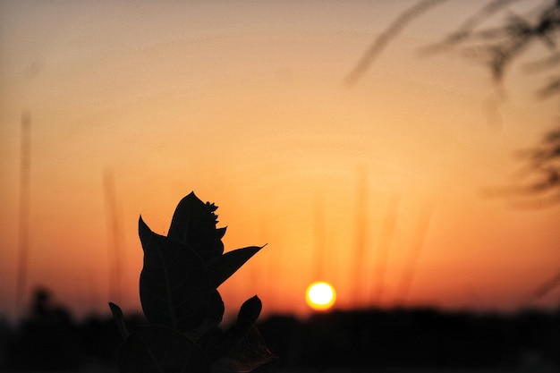 fotografia all'alba bellissima