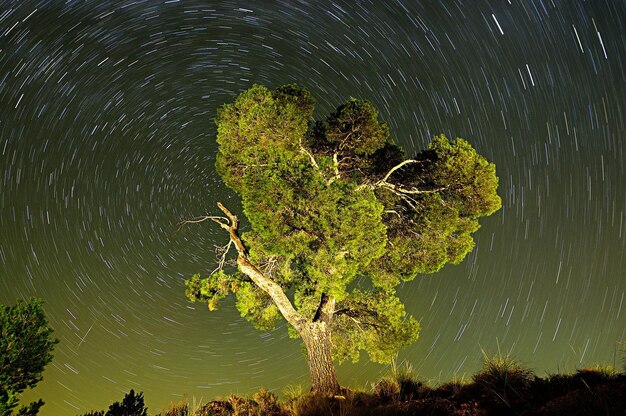 Fotografia circumpolare sui pini di un parco naturale