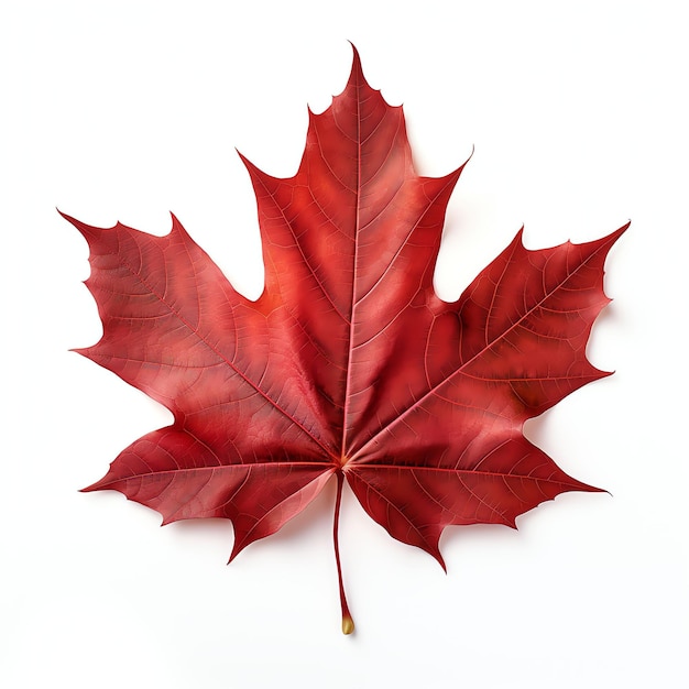 Fotografia commerciale Maple Leaf con studio fotografico su sfondo bianco