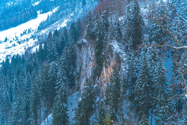 Fotografia completa degli alberi nella foresta durante l'inverno