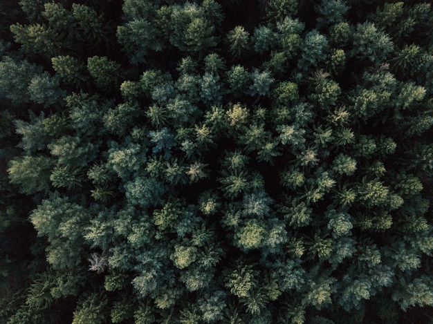 Fotografia completa degli alberi nella foresta