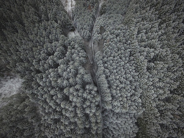 Fotografia completa degli alberi nella foresta