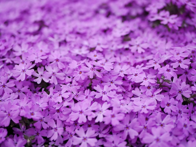 Fotografia completa dei fiori