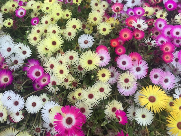 Fotografia completa dei fiori