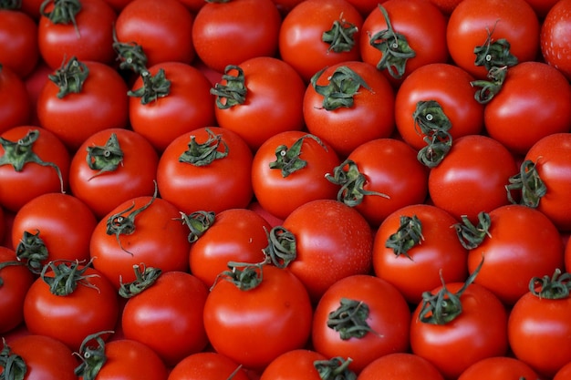 Fotografia completa dei pomodori