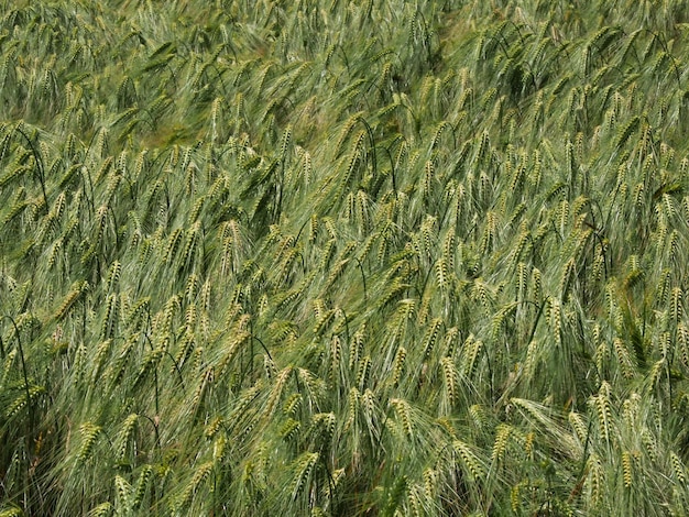 Fotografia completa del campo di grano