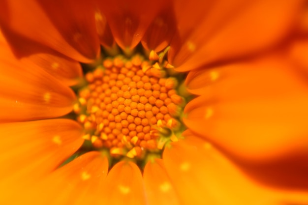 Fotografia completa del fiore d'arancia