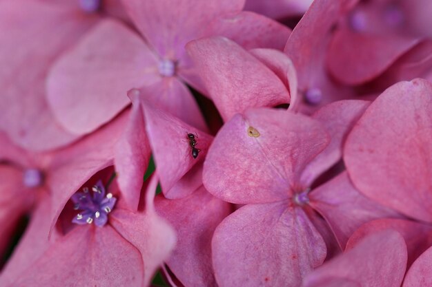 Fotografia completa del fiore di rosa rosa