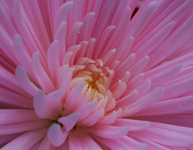 Fotografia completa del fiore rosa