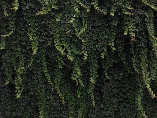 Fotografia completa del muschio che cresce sul tronco dell'albero
