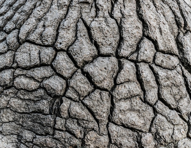 Fotografia completa del tronco d'albero rotto