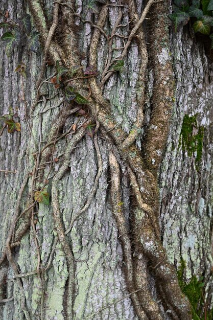 Fotografia completa del tronco dell'albero con l'edera