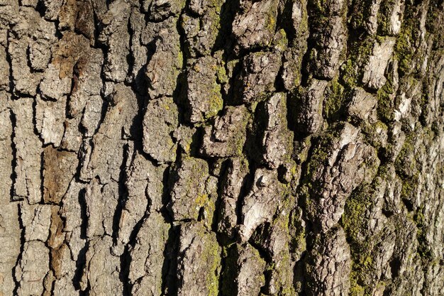 Fotografia completa del tronco dell'albero