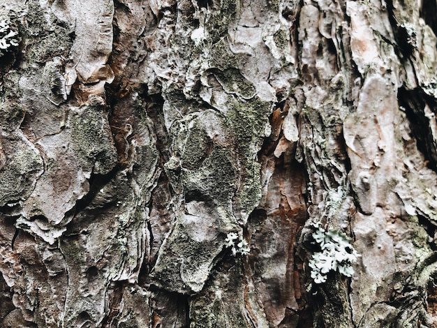 Fotografia completa del tronco dell'albero