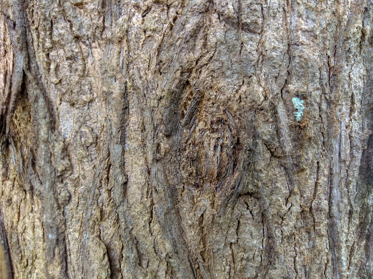 Foto fotografia completa del tronco dell'albero