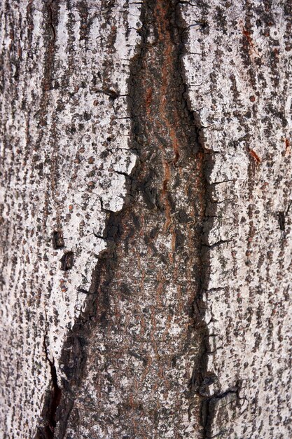 Fotografia completa del tronco di un vecchio albero