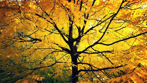 Fotografia completa dell'albero d'autunno