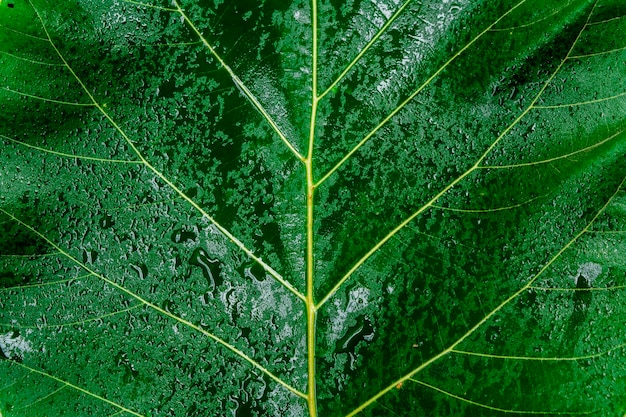 Fotografia completa della foglia verde bagnata